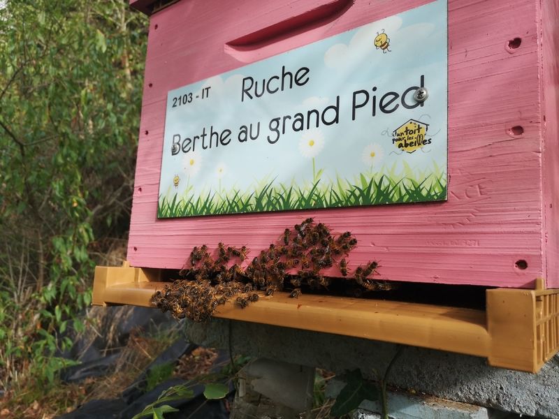 La ruche Berthe au Grand Pied