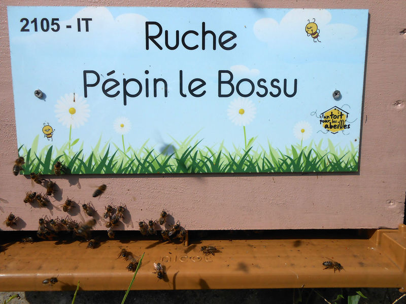 La ruche Pépin le Bossu