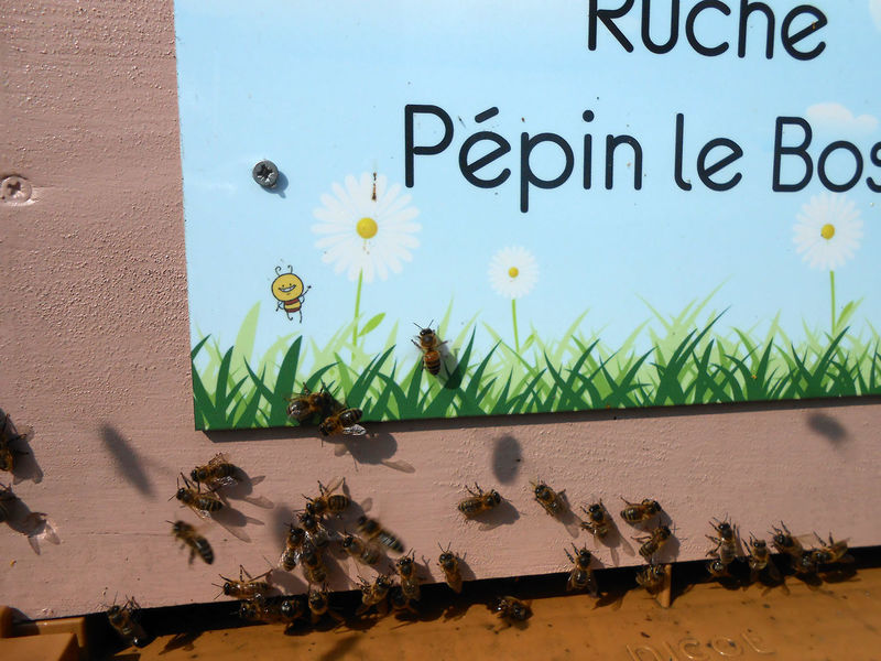 La ruche Pépin le Bossu