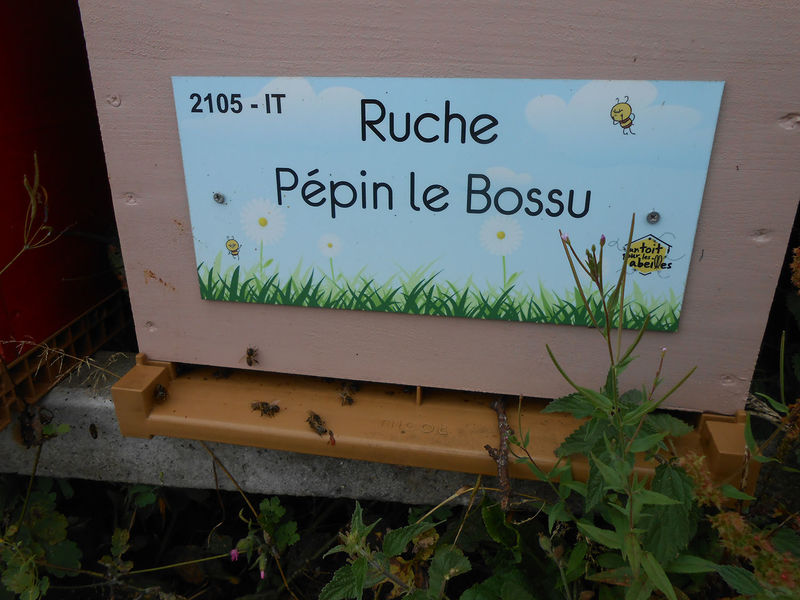 La ruche Pépin le Bossu