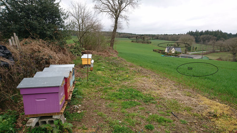 La ruche Pépin le Bossu