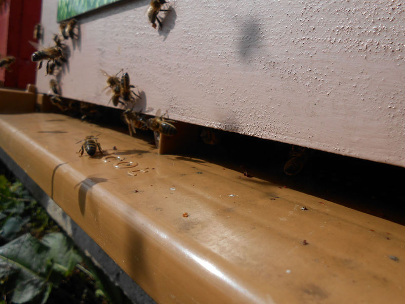 La ruche Pépin le Bossu