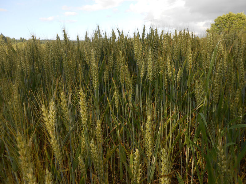 La ruche Pépin le Bossu