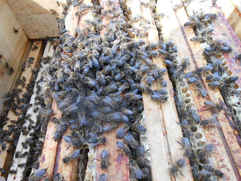 La ruche Pépin le Bossu