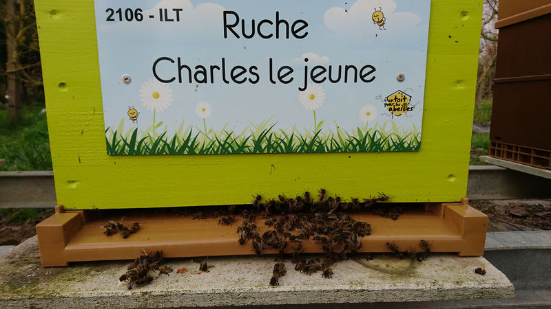 La ruche Charles le jeune
