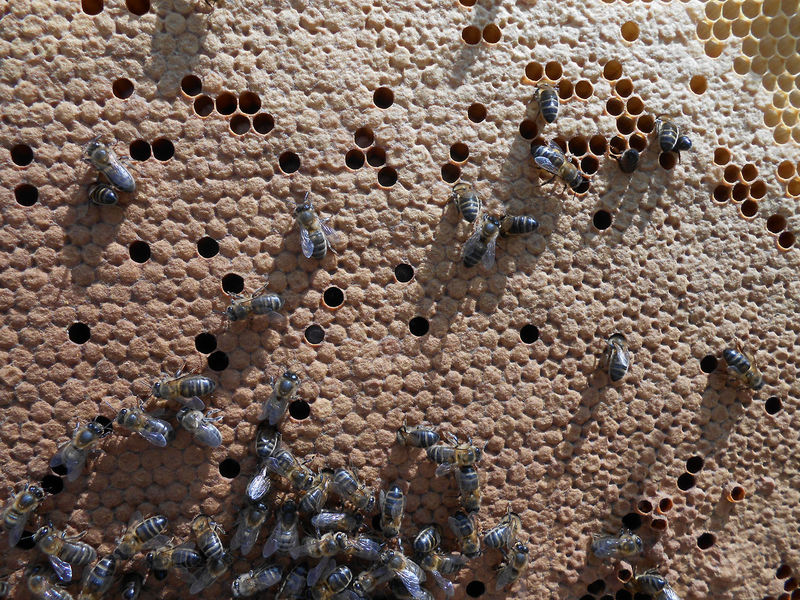 La ruche Charles le jeune