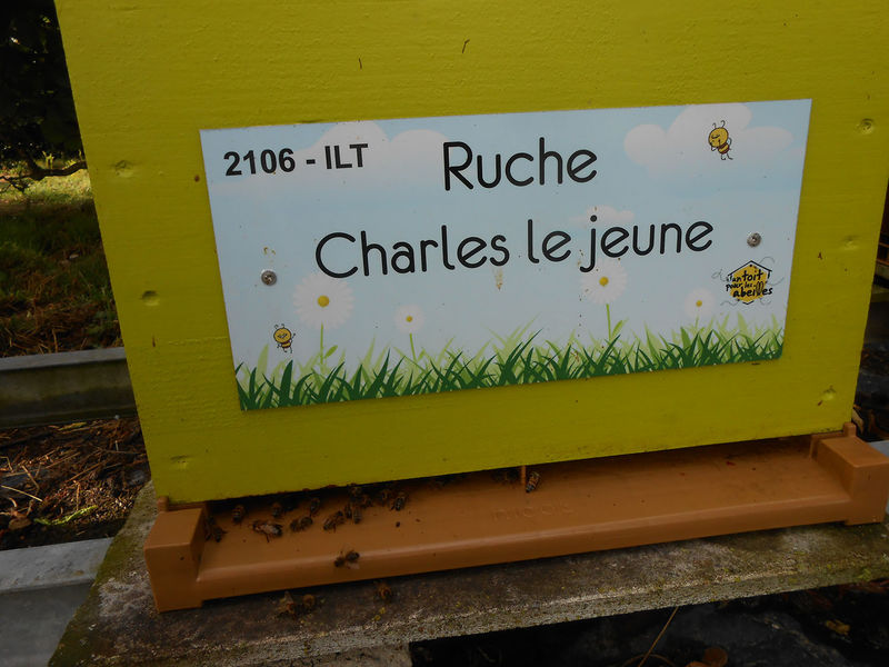 La ruche Charles le jeune