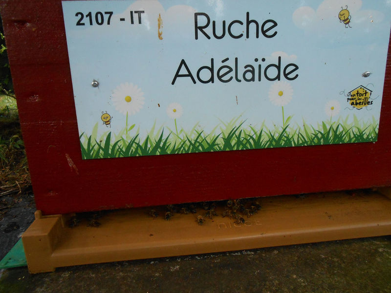 La ruche Adélaïde
