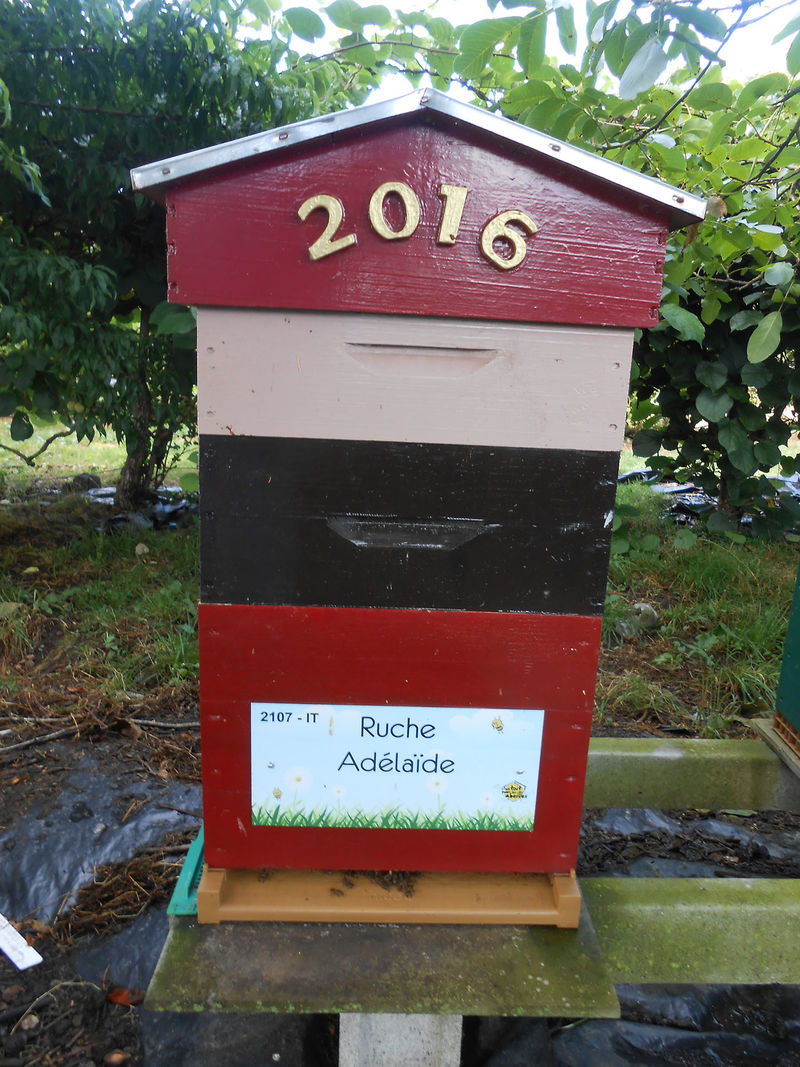 La ruche Adélaïde