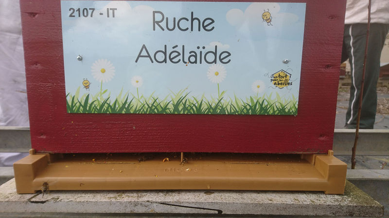 La ruche Adélaïde