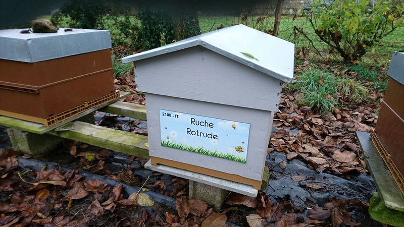 La ruche Rotrude
