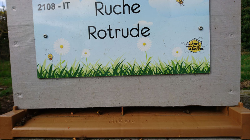 La ruche Rotrude