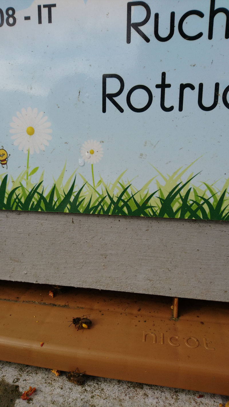 La ruche Rotrude