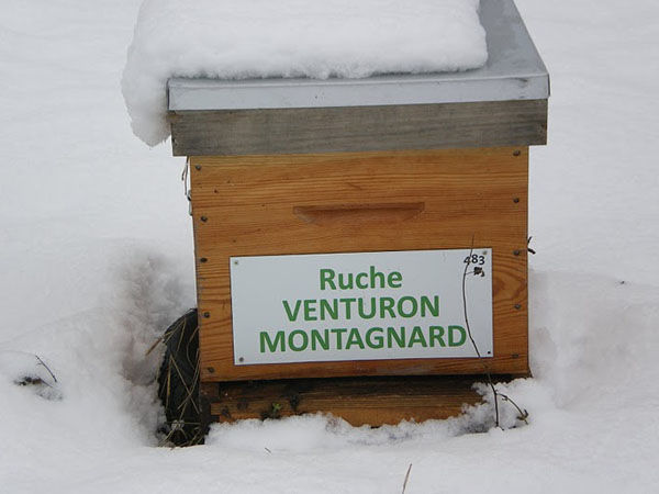 La ruche Venturon montagnard