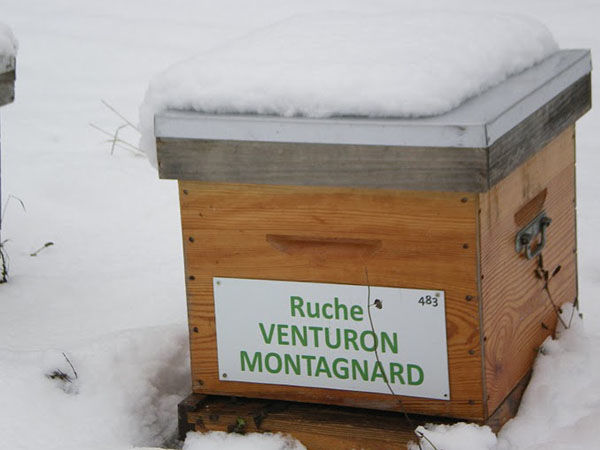 La ruche Venturon montagnard