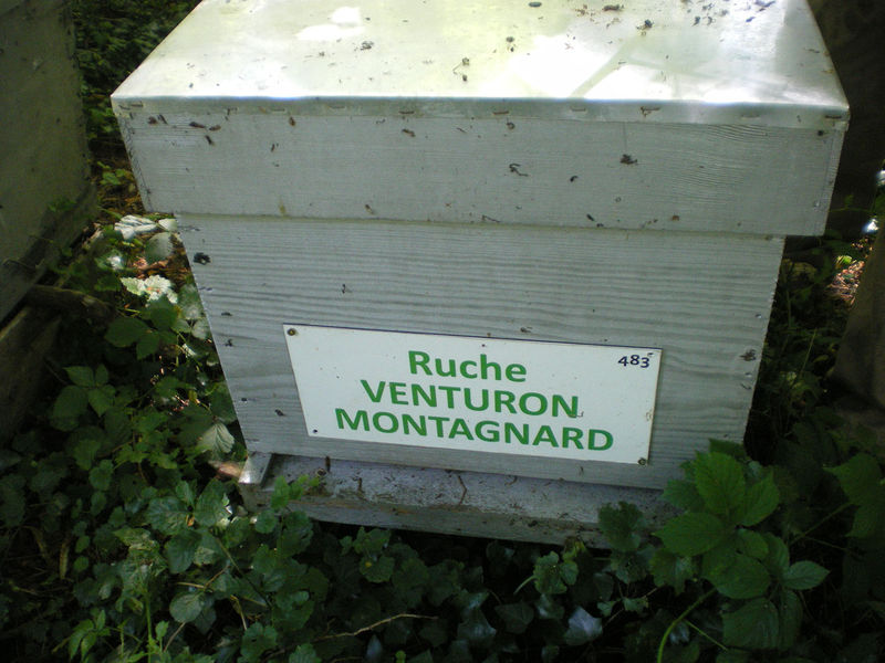 La ruche Venturon montagnard