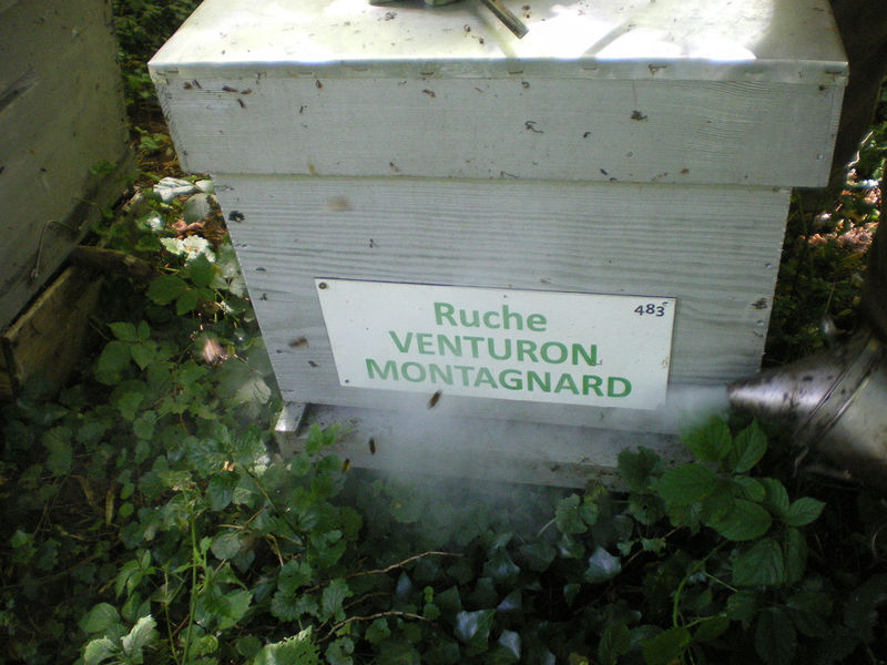 La ruche Venturon montagnard