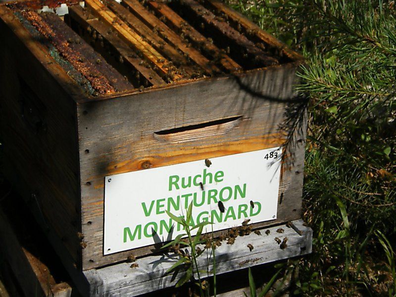 La ruche Venturon montagnard