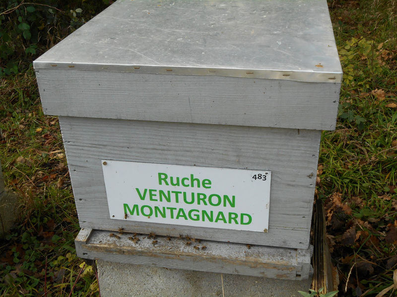 La ruche Venturon montagnard