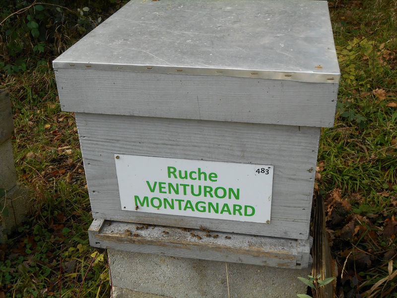 La ruche Venturon montagnard