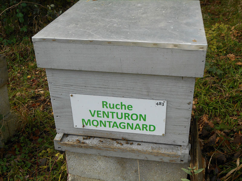 La ruche Venturon montagnard