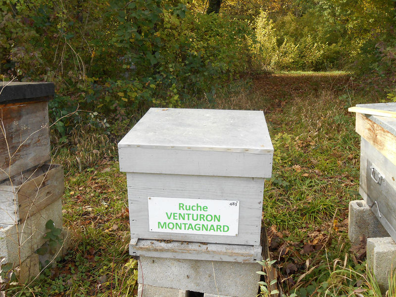 La ruche Venturon montagnard