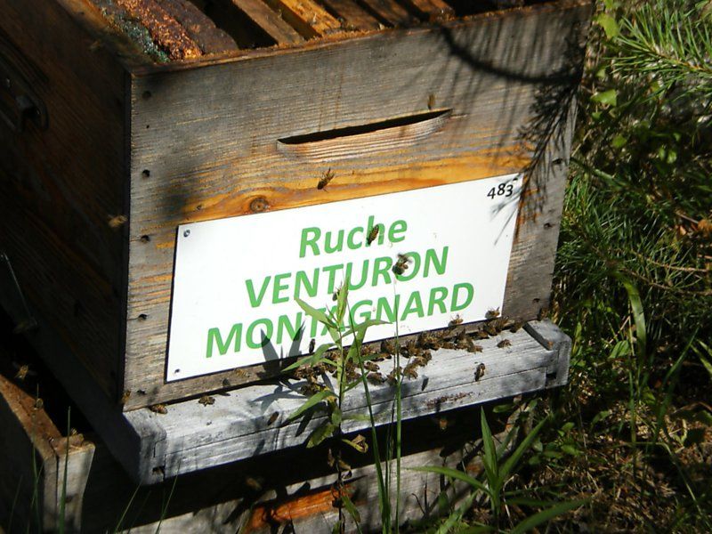 La ruche Venturon montagnard