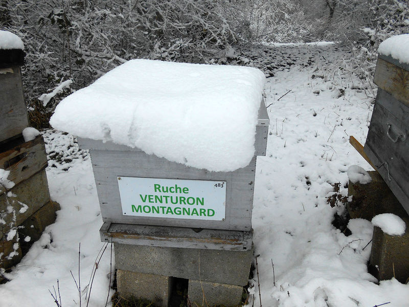 La ruche Venturon montagnard