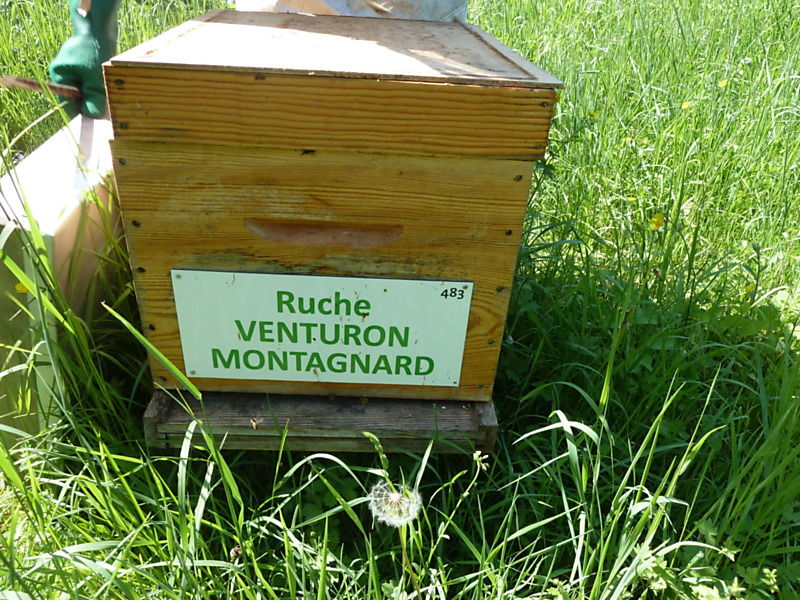 La ruche Venturon montagnard