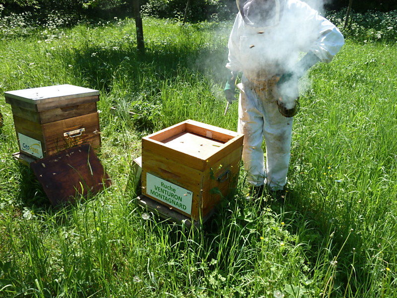 La ruche Venturon montagnard