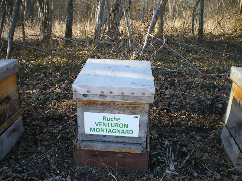 La ruche Venturon montagnard