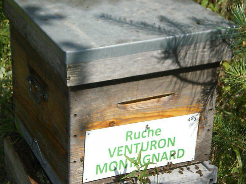 La ruche Venturon montagnard