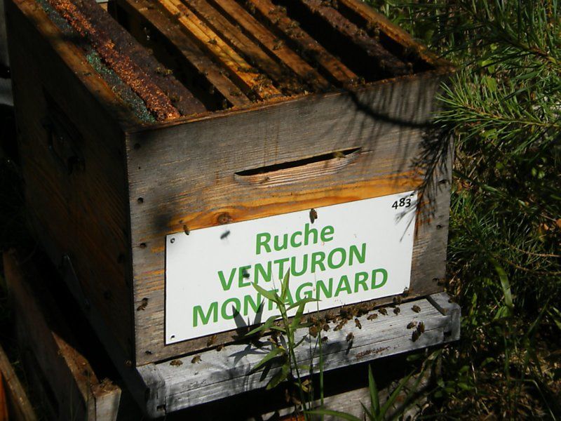 La ruche Venturon montagnard