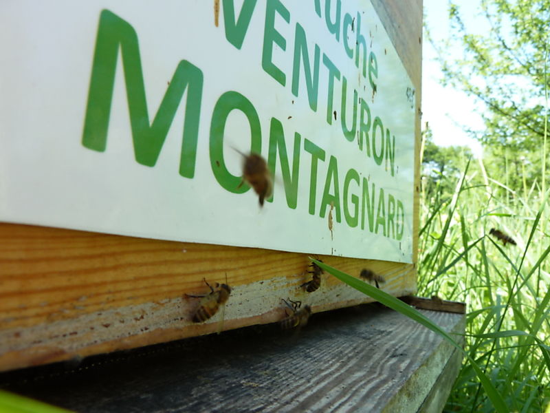 La ruche Venturon montagnard