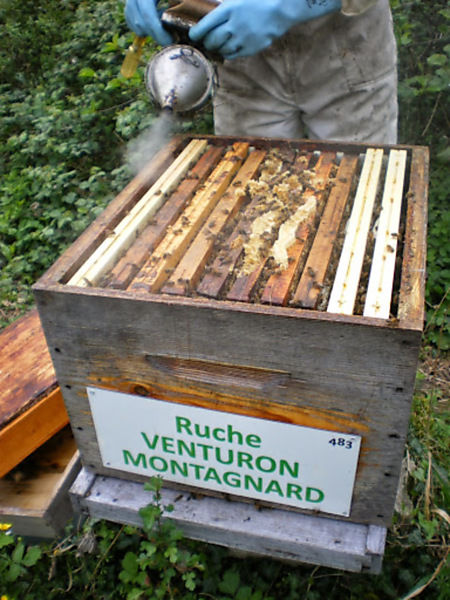 La ruche Venturon montagnard