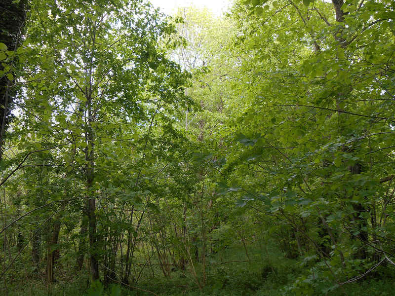 La ruche Venturon montagnard