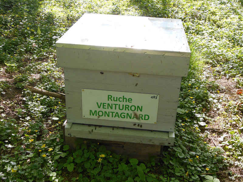 La ruche Venturon montagnard