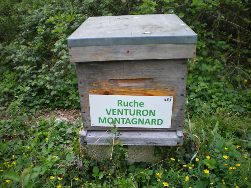 La ruche Venturon montagnard