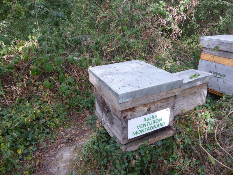La ruche Venturon montagnard