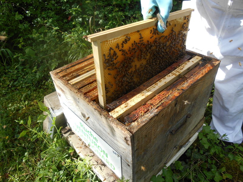 La ruche Venturon montagnard