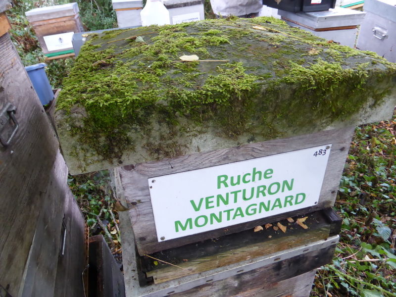 La ruche Venturon montagnard