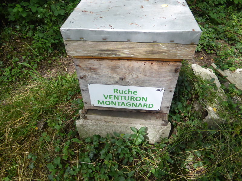 La ruche Venturon montagnard