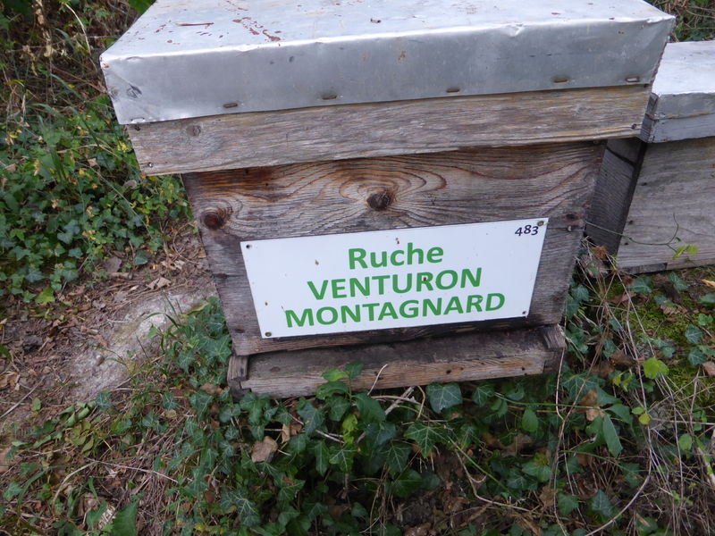 La ruche Venturon montagnard