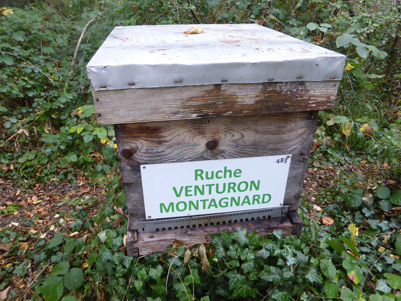 La ruche Venturon montagnard