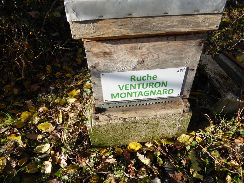 La ruche Venturon montagnard