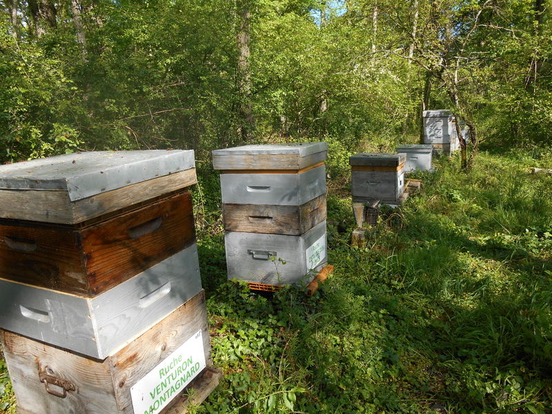 La ruche Venturon montagnard