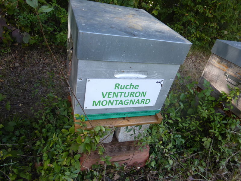 La ruche Venturon montagnard