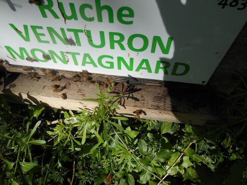 La ruche Venturon montagnard