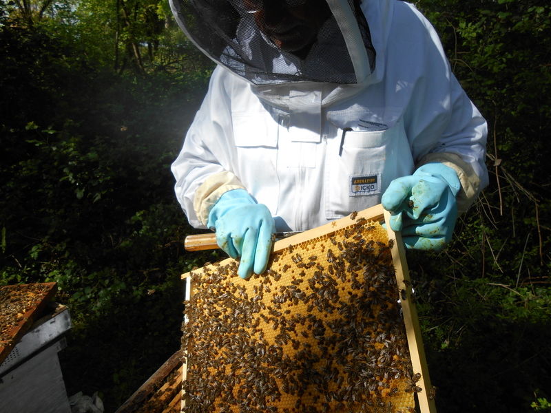 La ruche Venturon montagnard