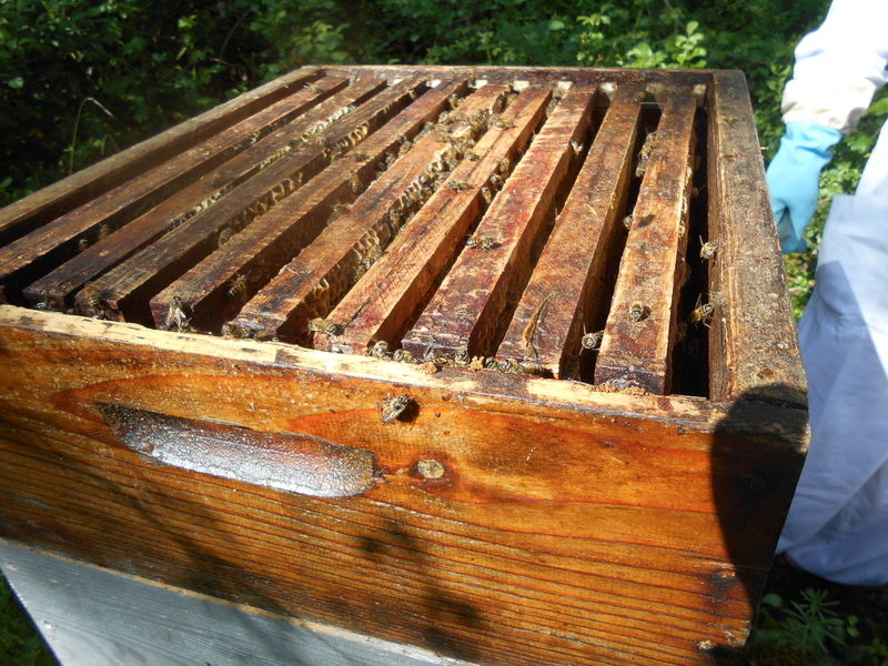 La ruche Venturon montagnard